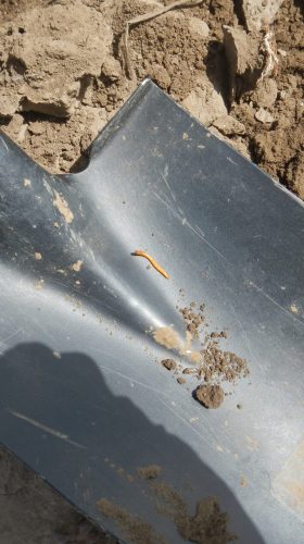 Vierme sarma in sondaj